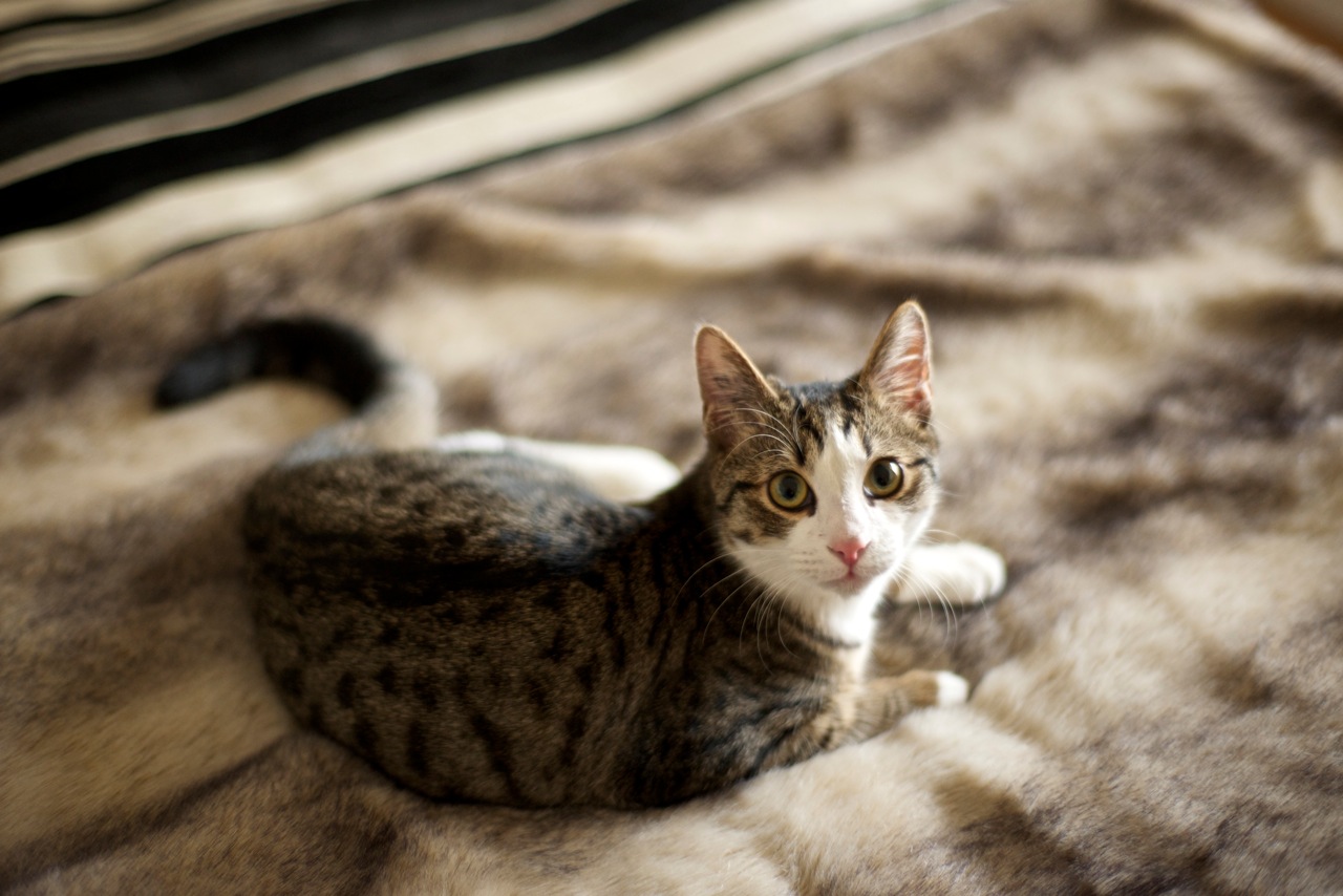 chat quimper
